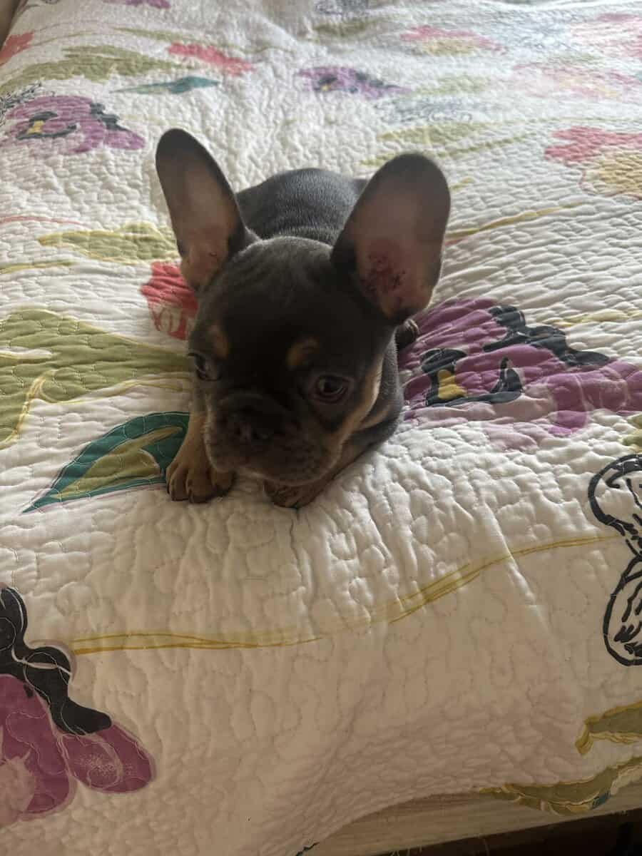 French bulldog puppies image 3