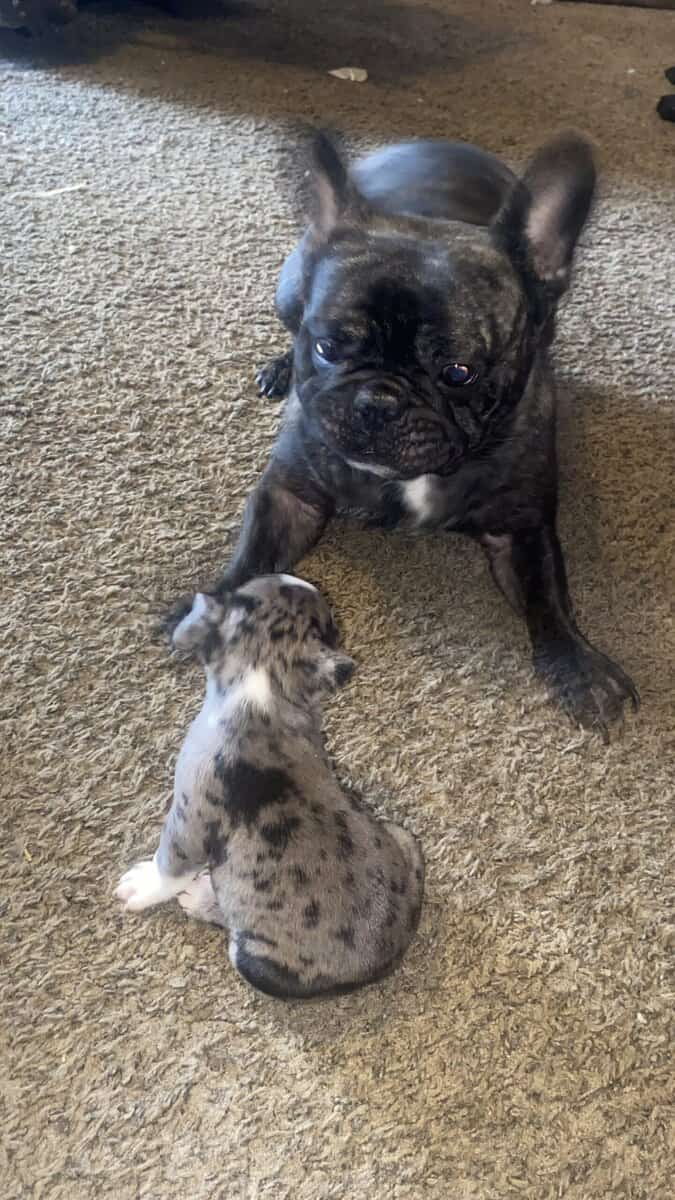 French Bulldog image 7