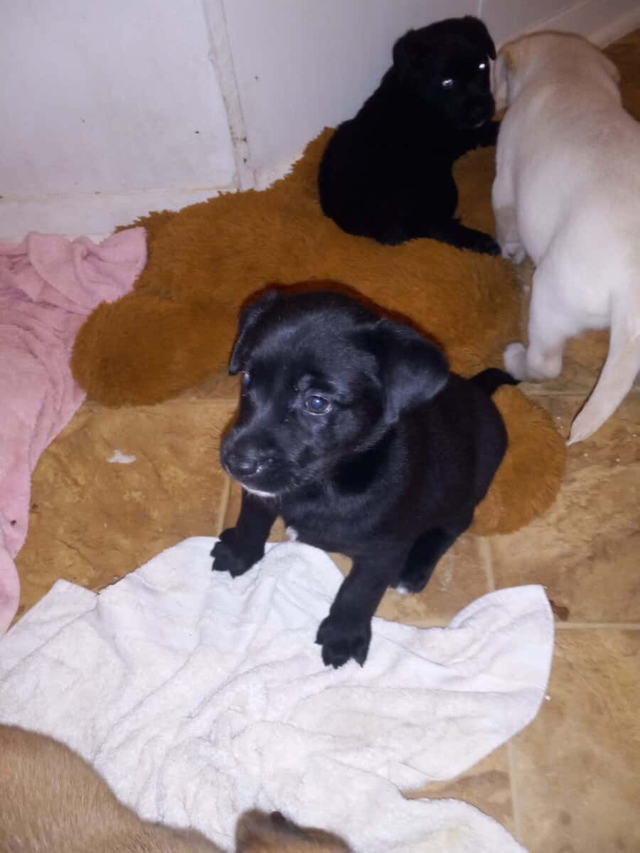 Free puppies image 1