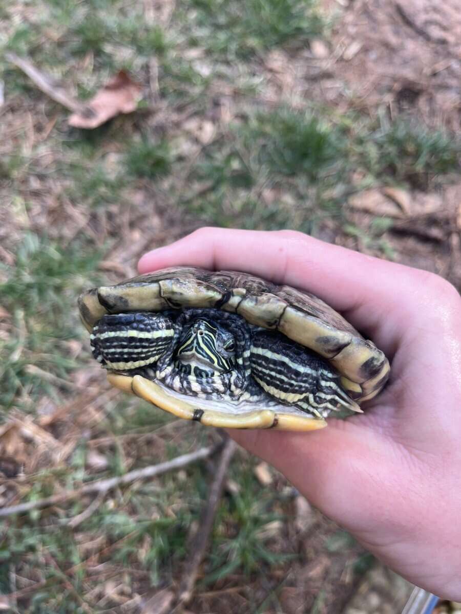 Male subadult healthy red ear slider image 3