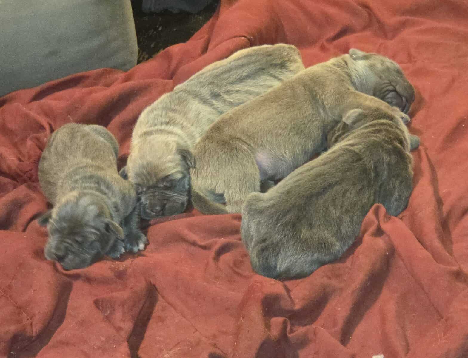 Cane Corso image 5