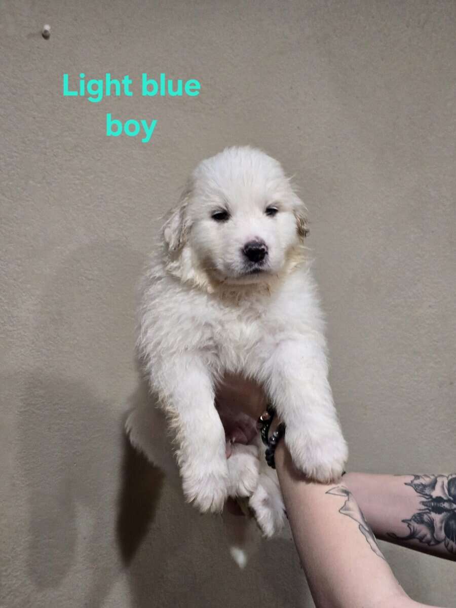 Great pyrenees puppies ready 3/23/26 image 11