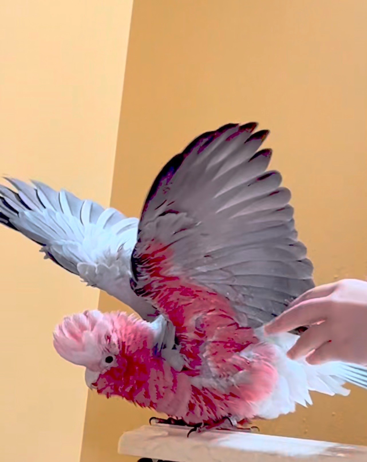 Rose Breasted Cockatoo image 2