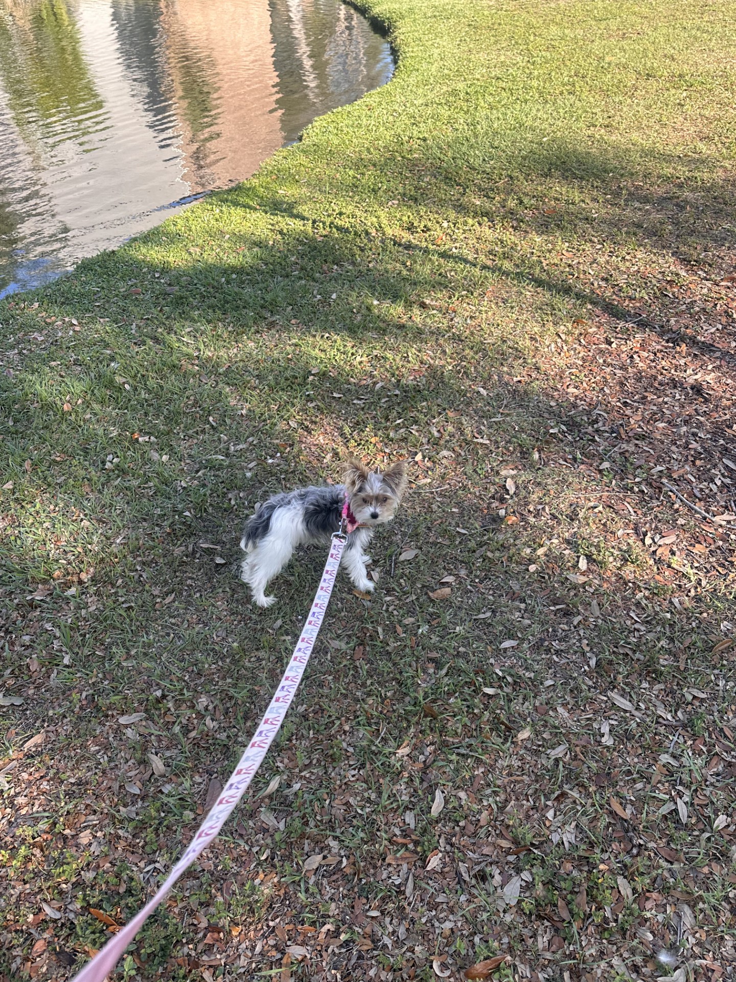 Yorkie Puppy image 3