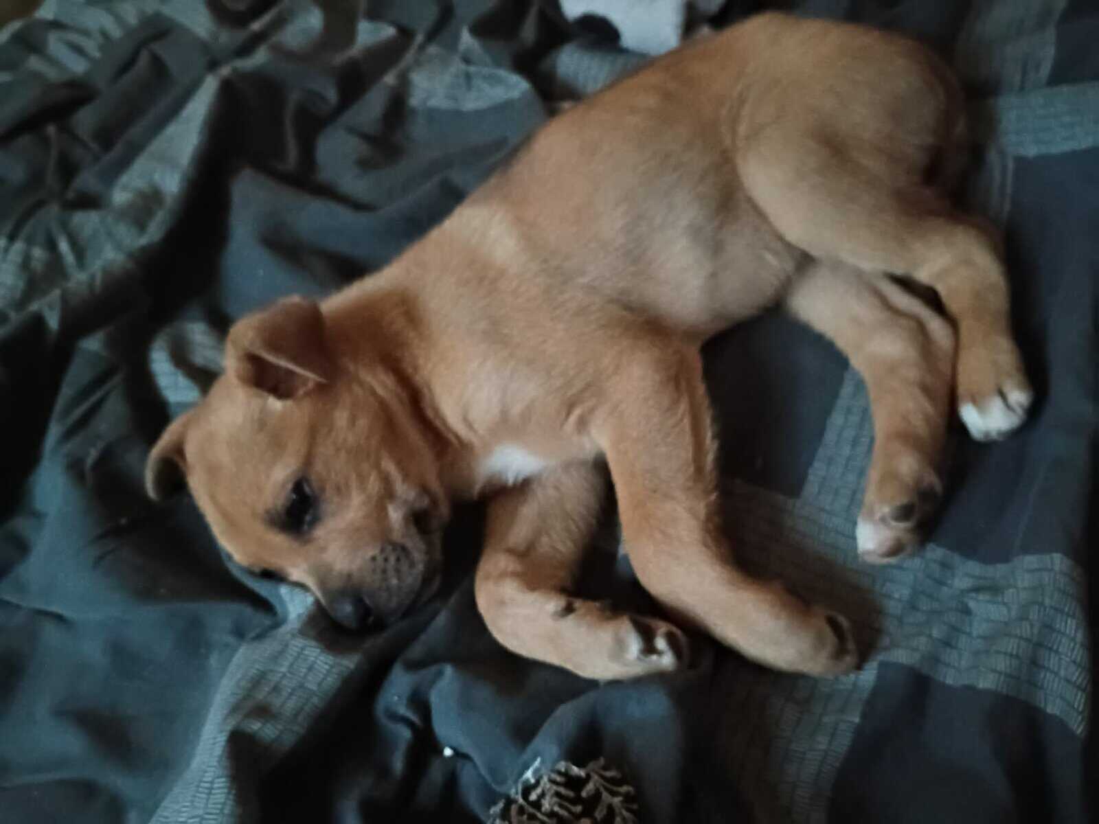 German Shepherd/pitbul image 1