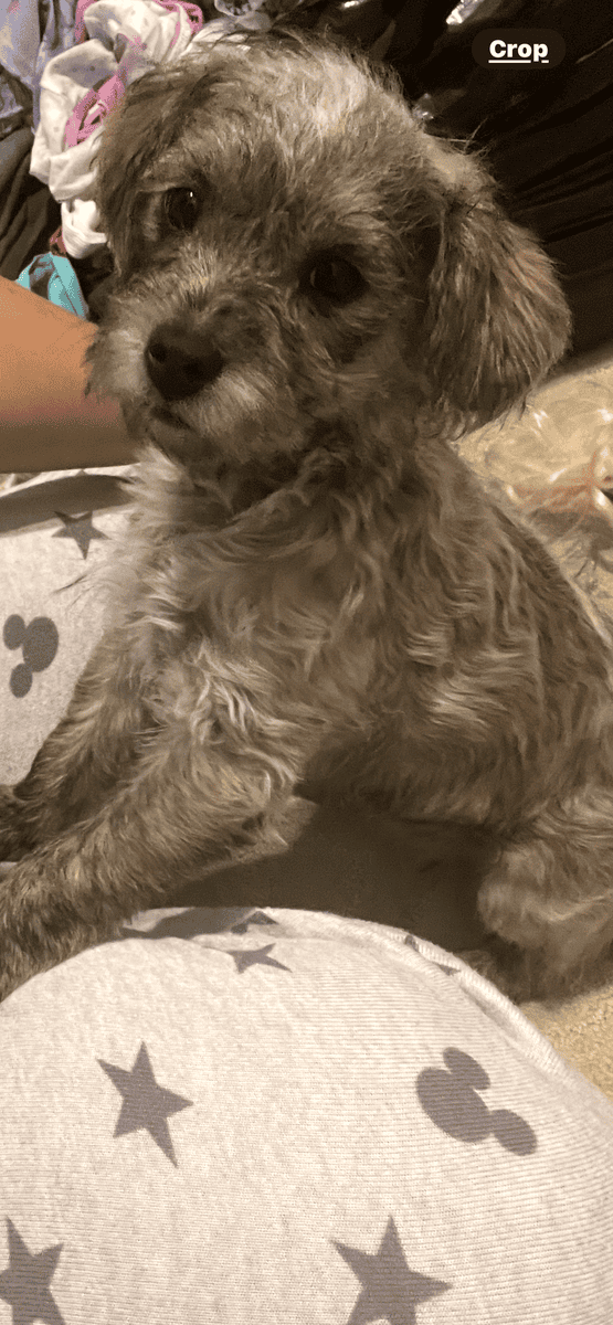 Rehoming puppy image 2