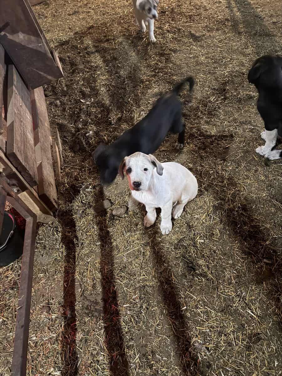 Large breed puppies image 2