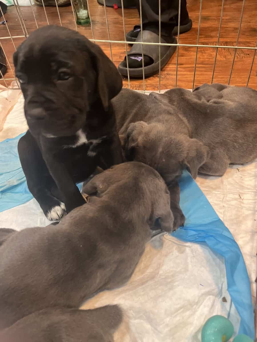 Cane Corso Puppies image 8