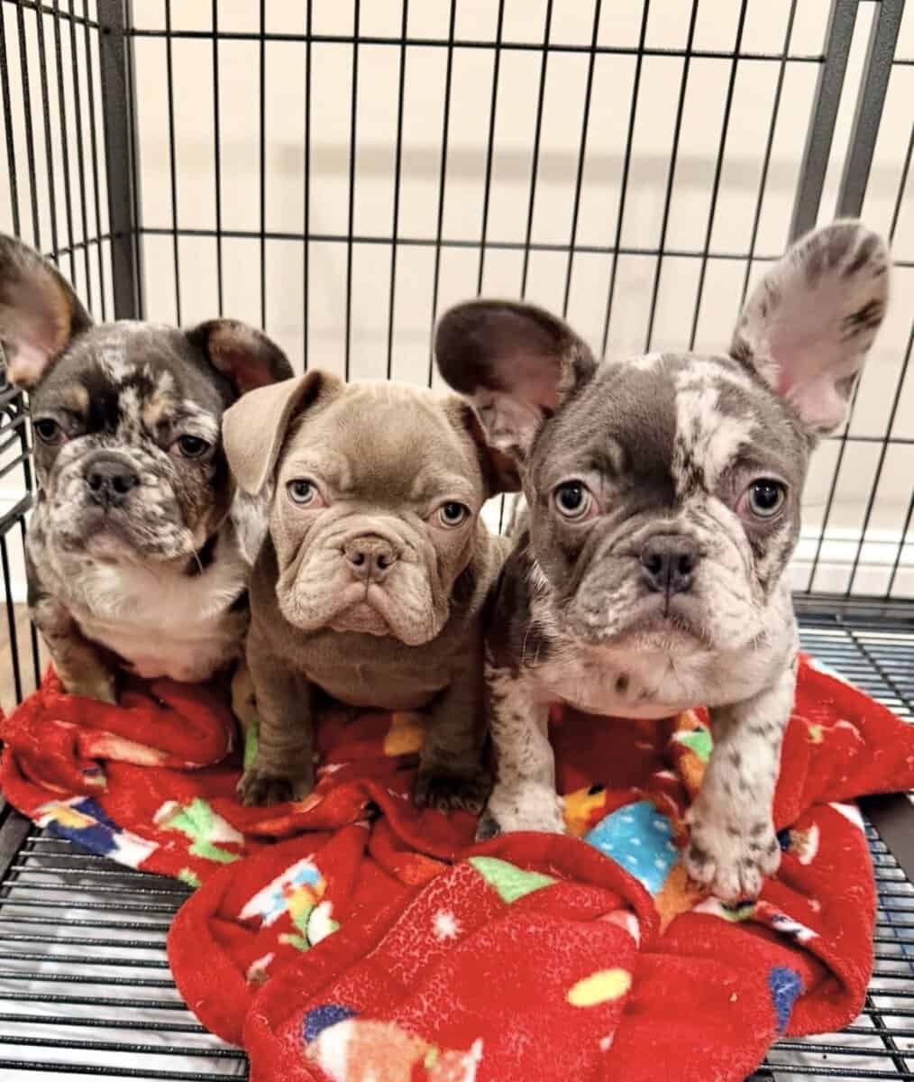 Healthy French Puppies Ready Now image 1