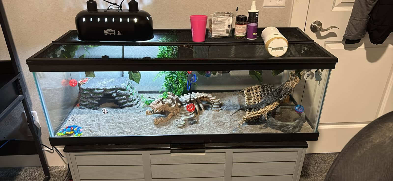 Adolescent bearded dragon with everything! image 1
