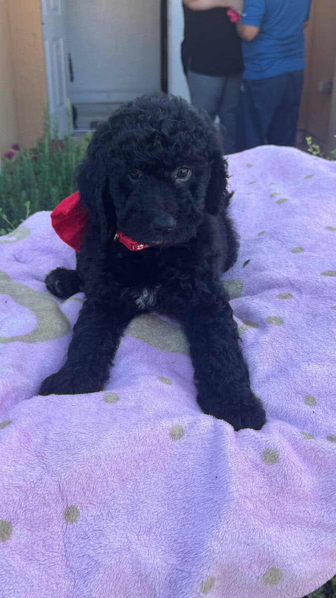 Goldendoodle Puppies for sale image 7