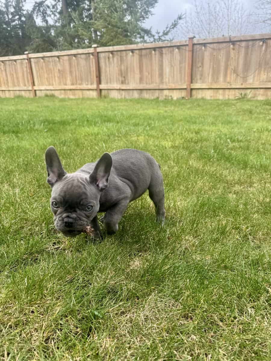French Bulldog puppy image 4