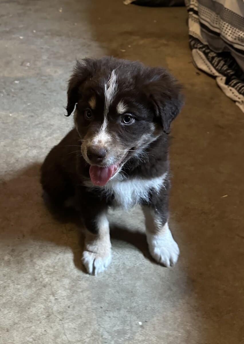 Australian Shepherd Puppies image 1