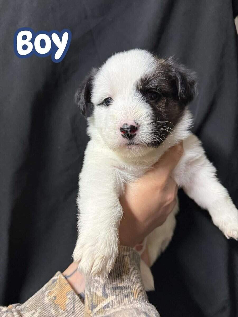 Maltese mix with border collie puppies image 2