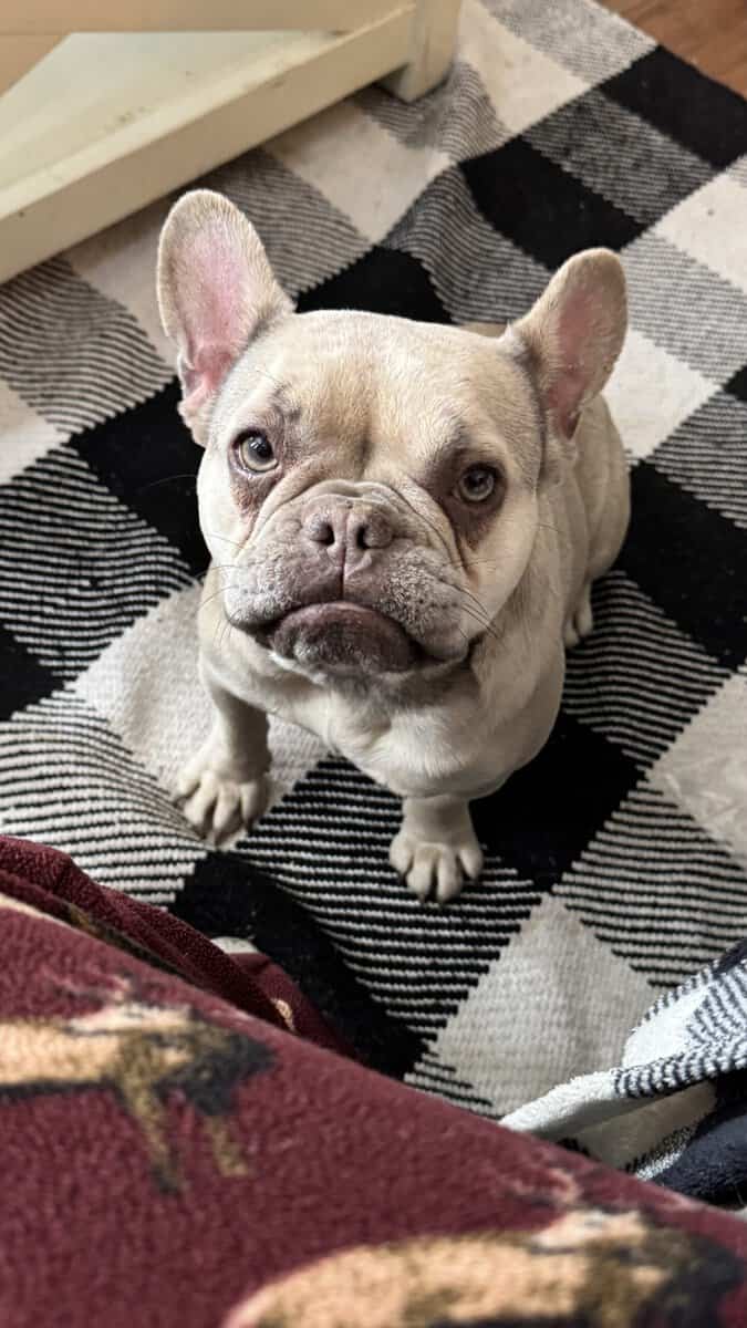 Akc Frenchie girl image 1