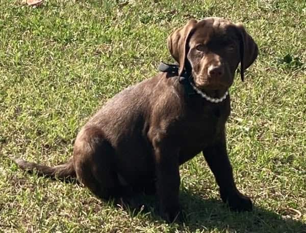 AKC Labradors image 3