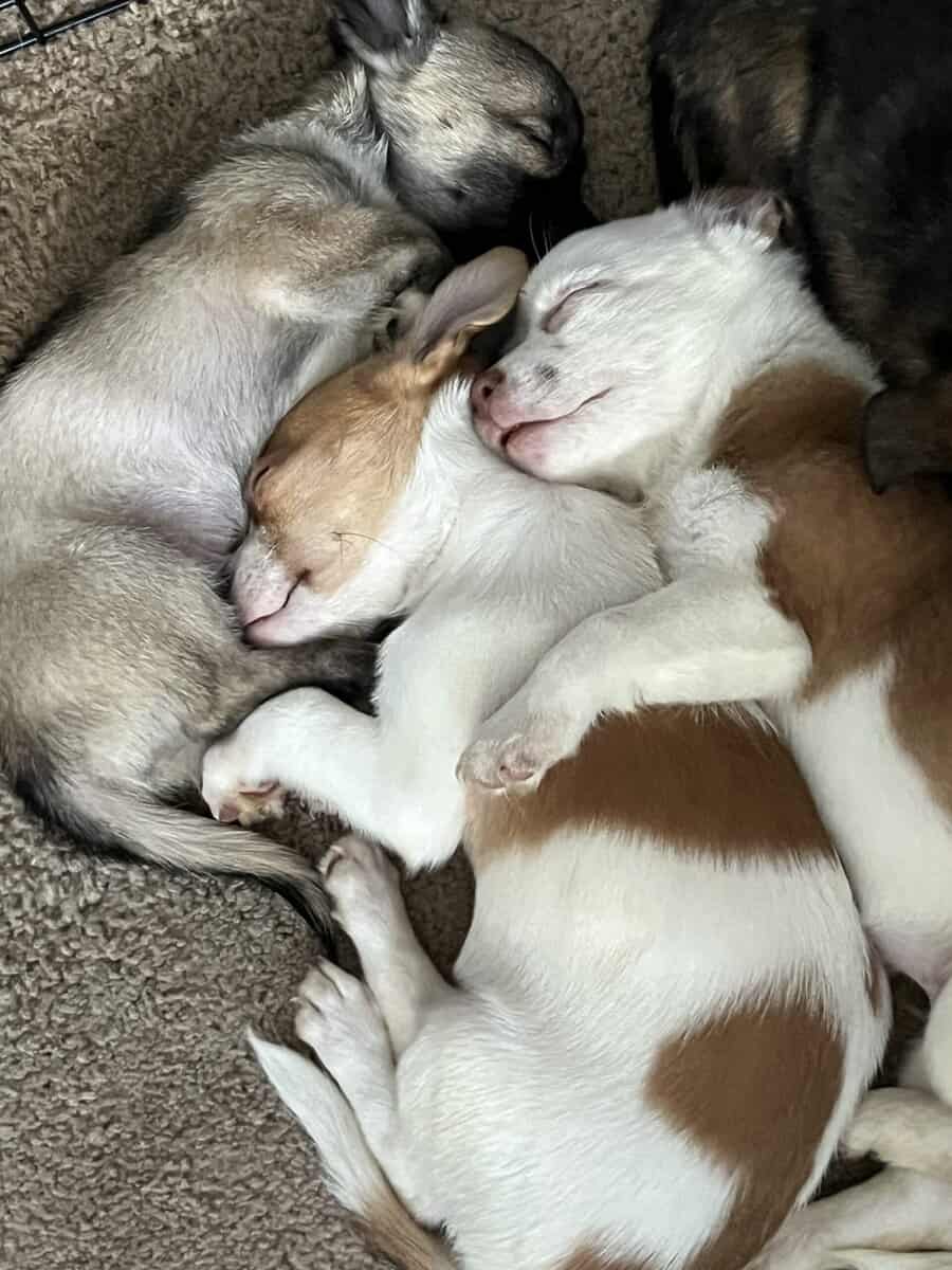 3 Pups For Sales (individually) image 1