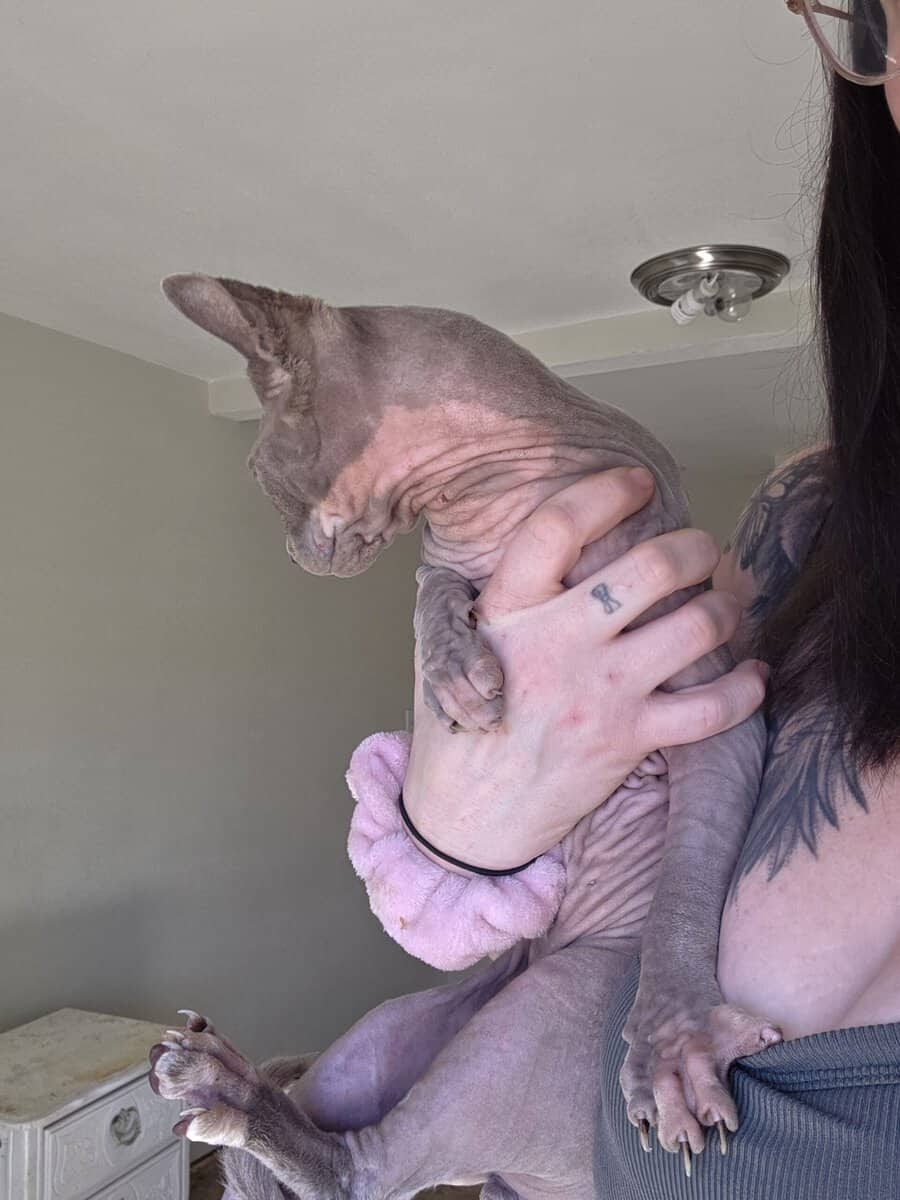 Sphynx boys image 11