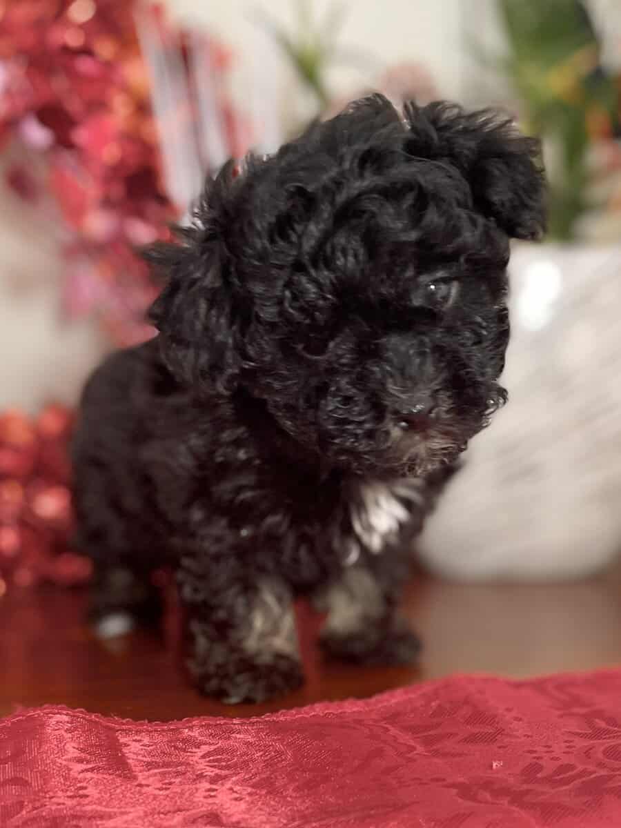 Adorable Havanese Puppies image 1