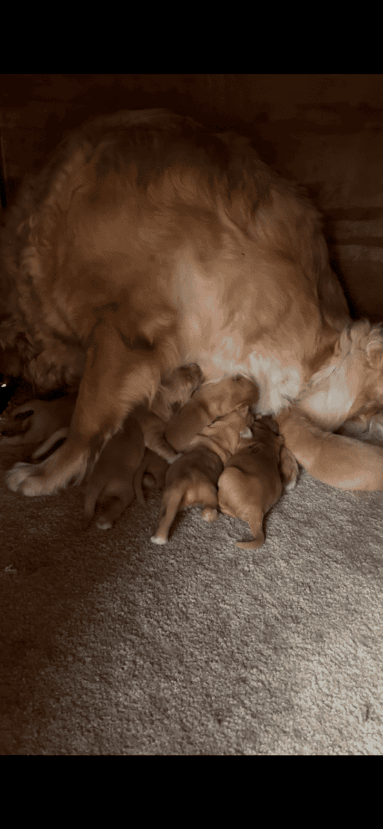 Golden Retriever puppies image 3