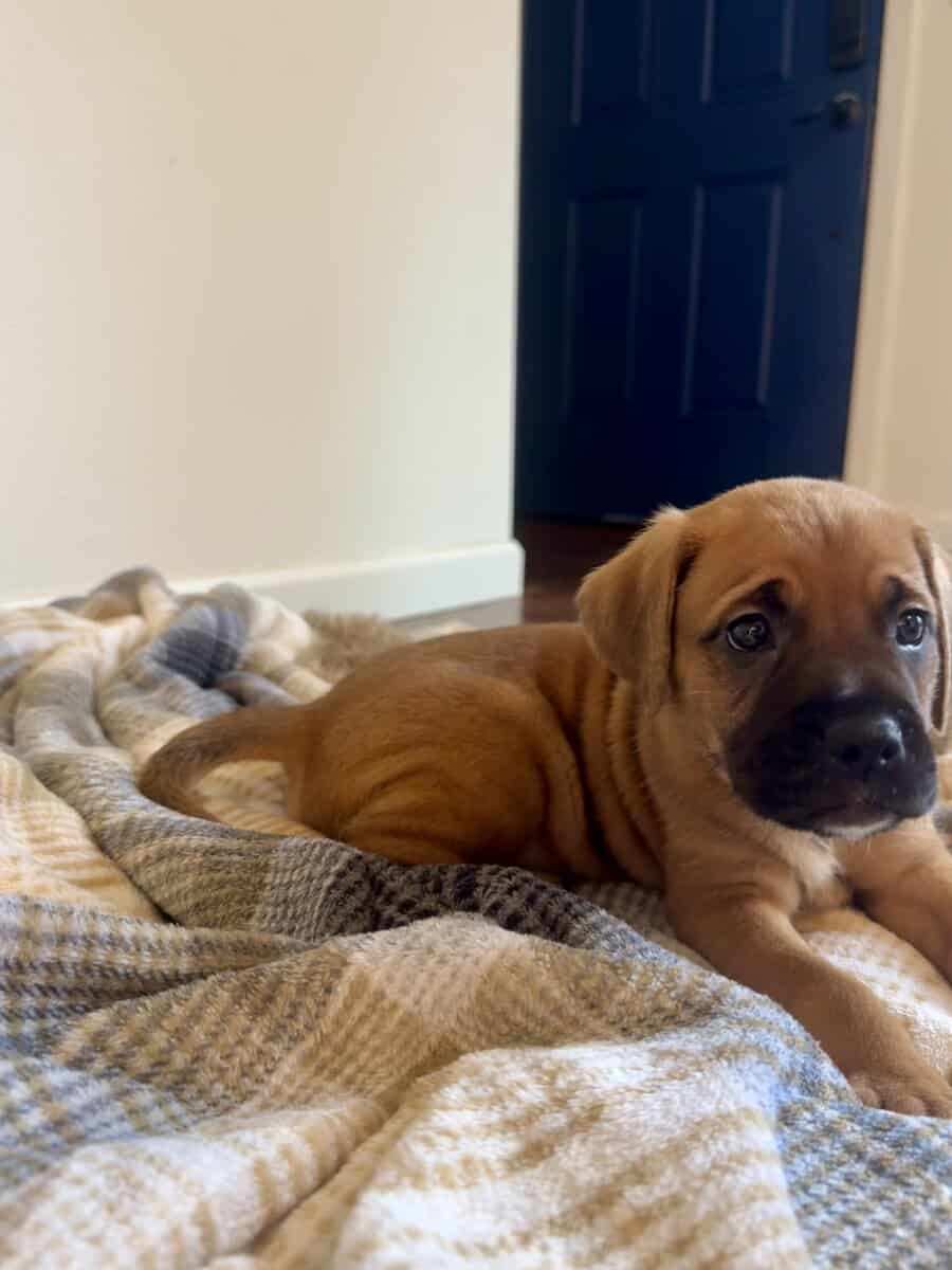 Golden retriever / Boxer 10 week old puppies image 2
