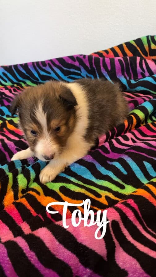 Tobyy image 2