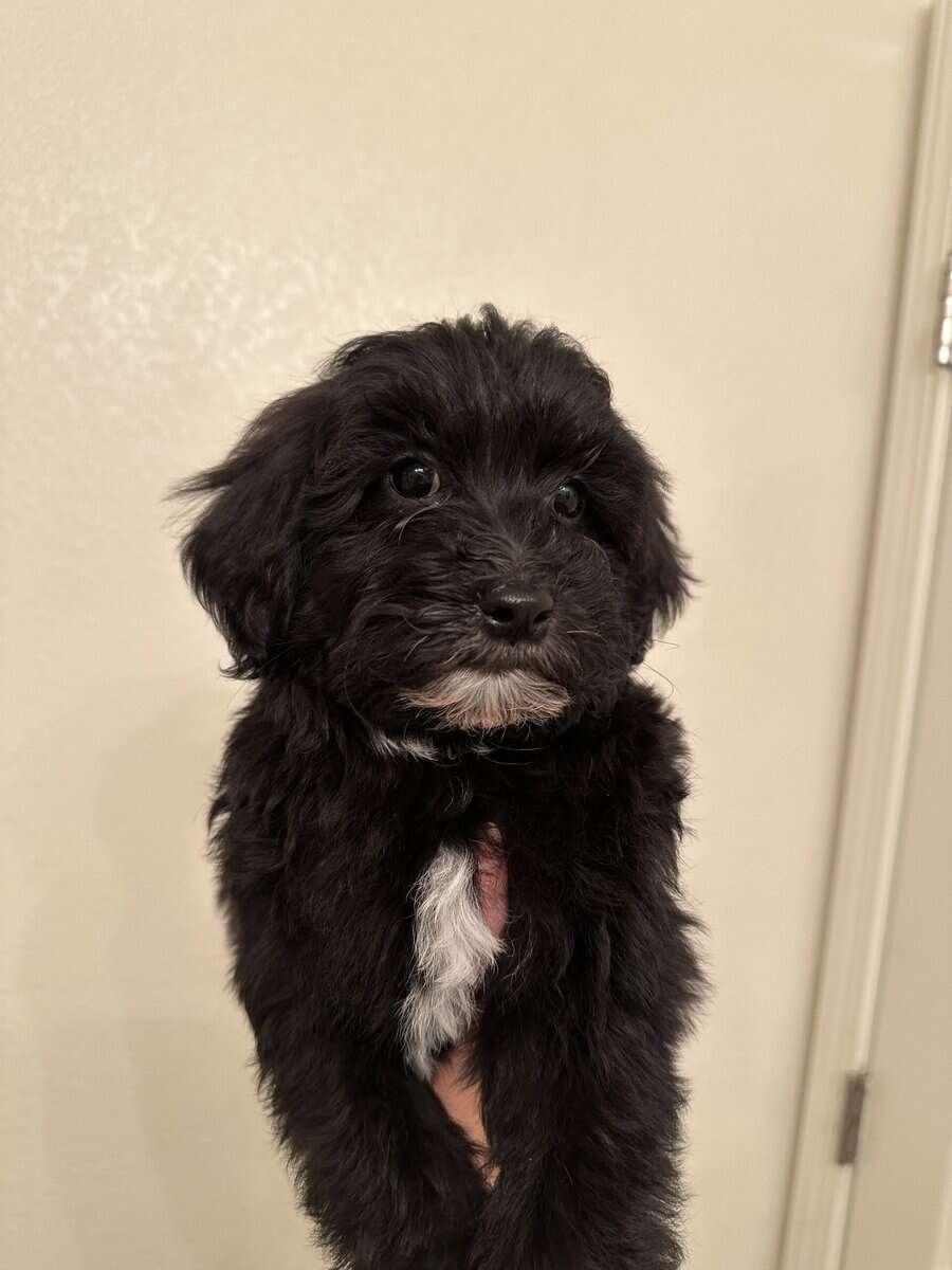 Malshi golden doodle image 2