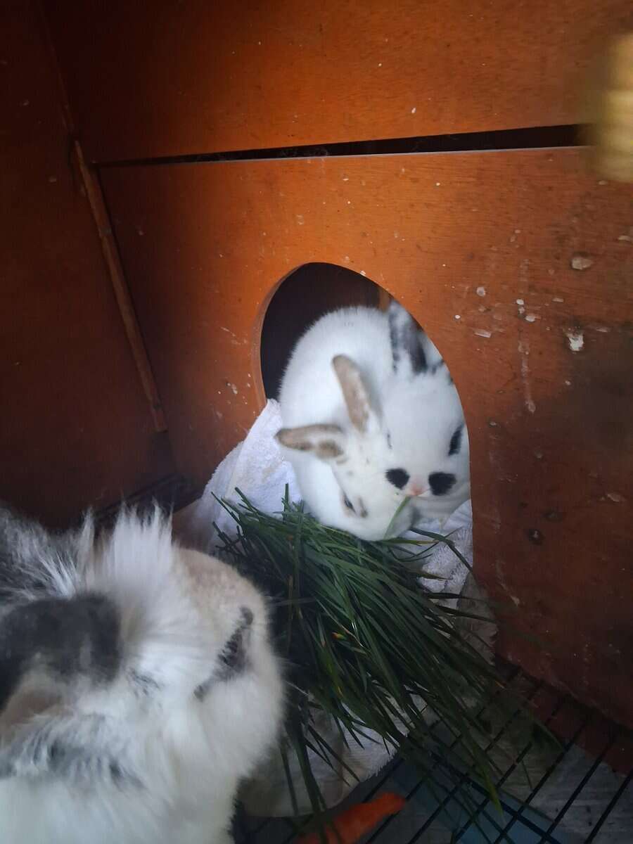 2 lion head mix 5 weeks old bunnies image 2