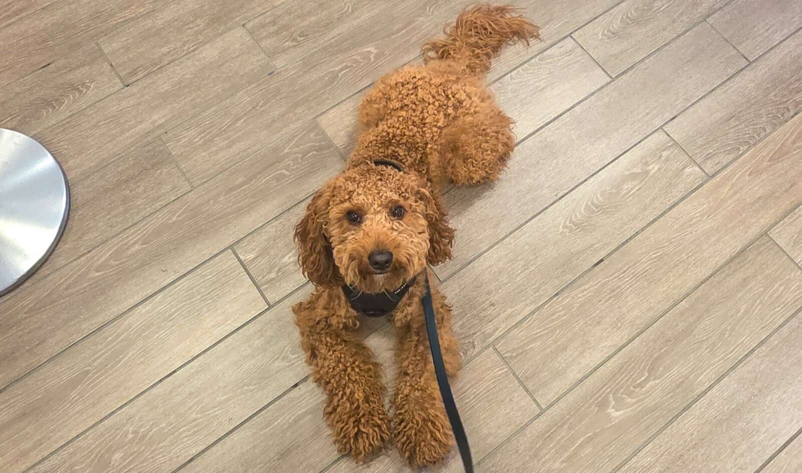 1.3 years old mini goldendoodle for rehoming image 1