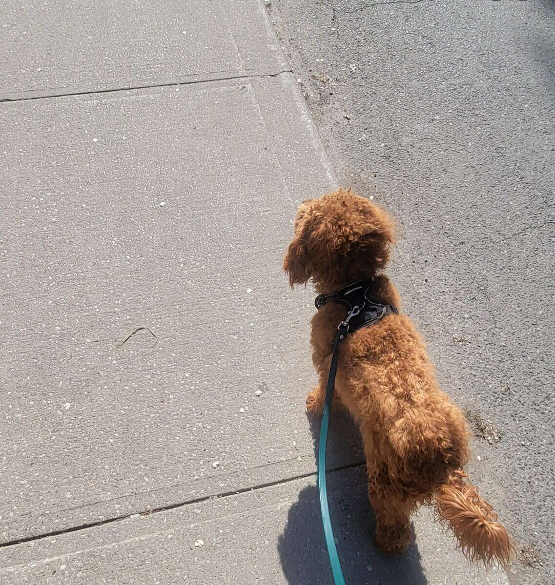 1.3 years old mini goldendoodle for rehoming image 2