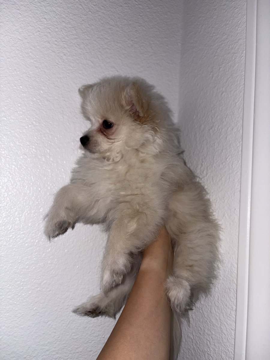 Puppy for sale image 4