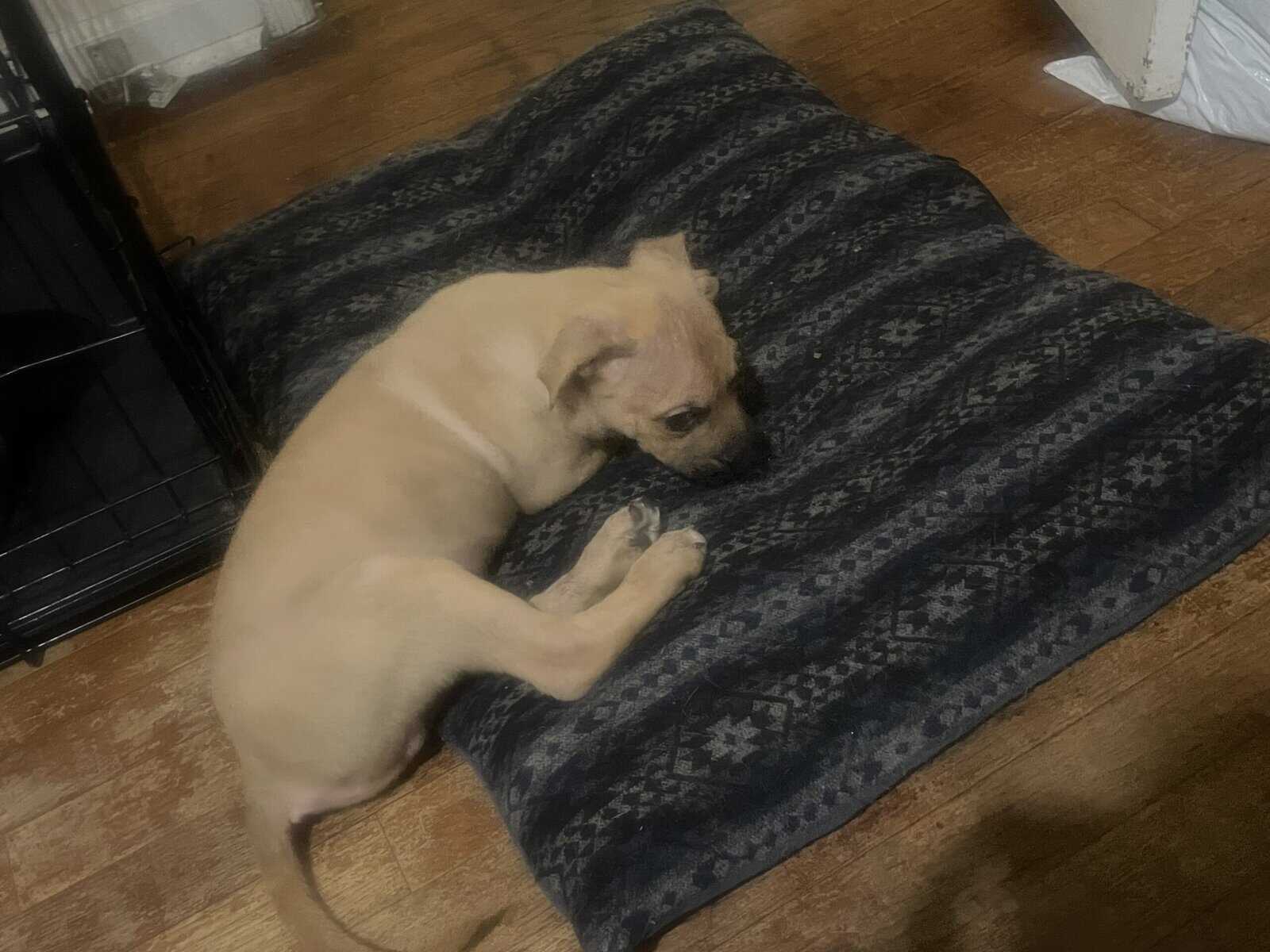 10 week Puppies with shots image 2