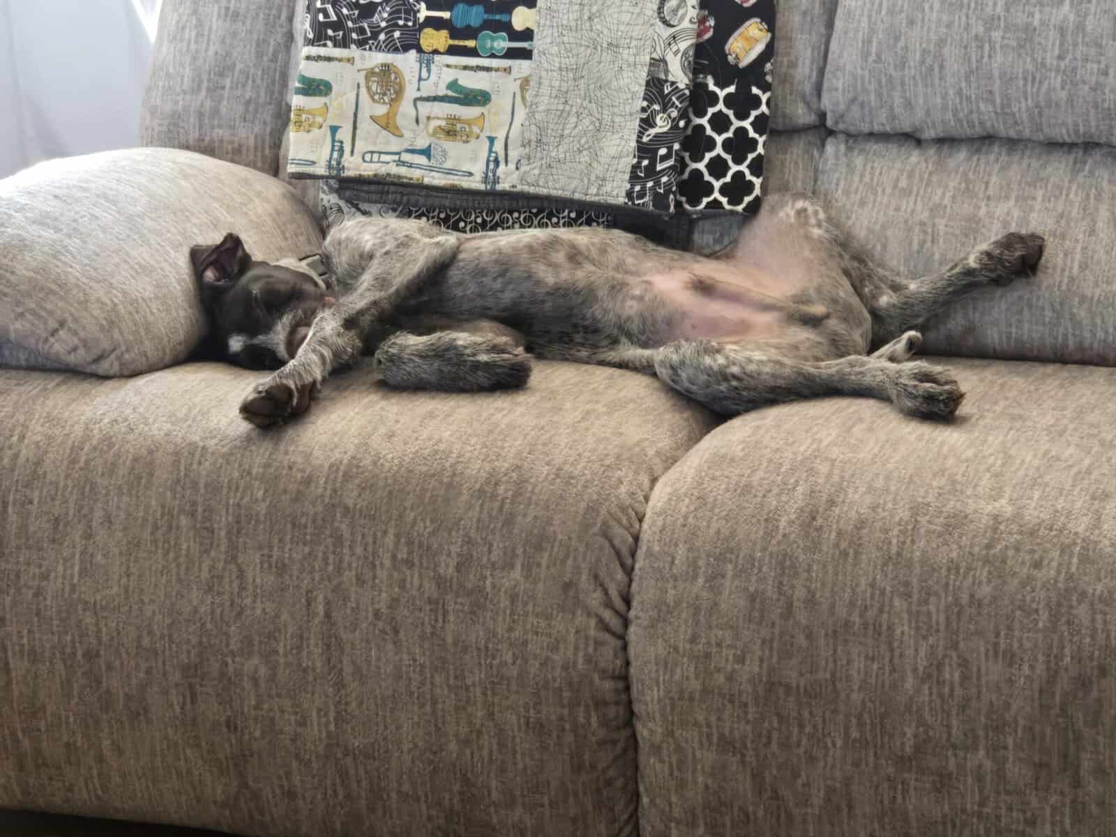 4.5 mth old GSP and wirehaired pointer mix image 3