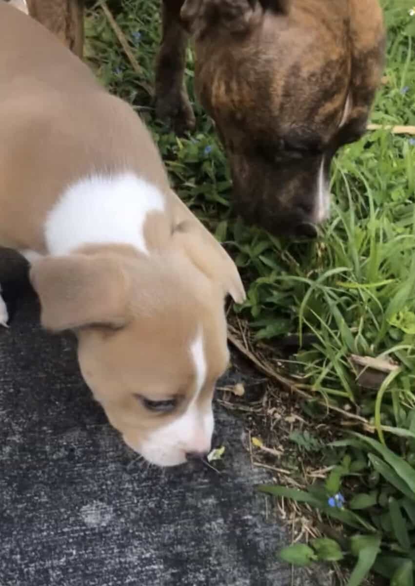 Puppies (PitBull) image 3