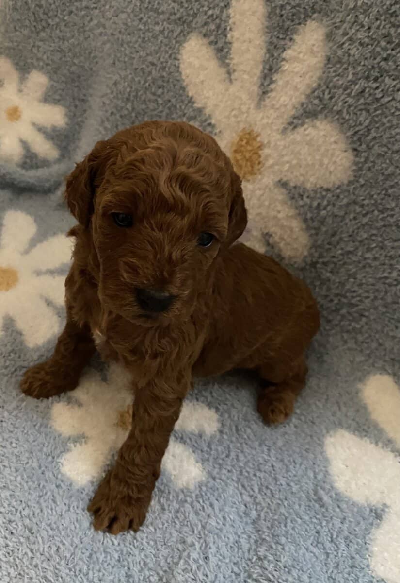 F2B miniature golden doodles image 2