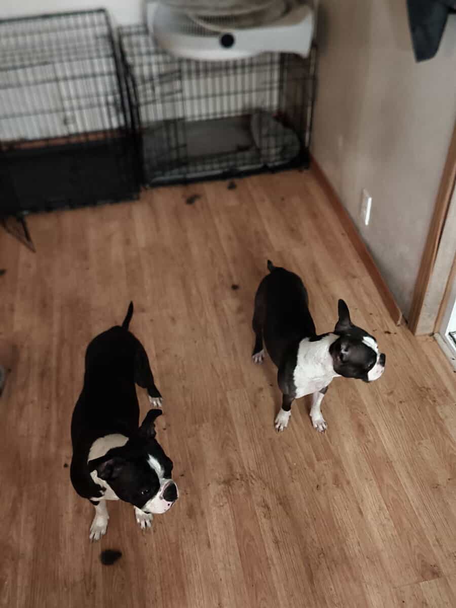Boston terrier puppies image 7