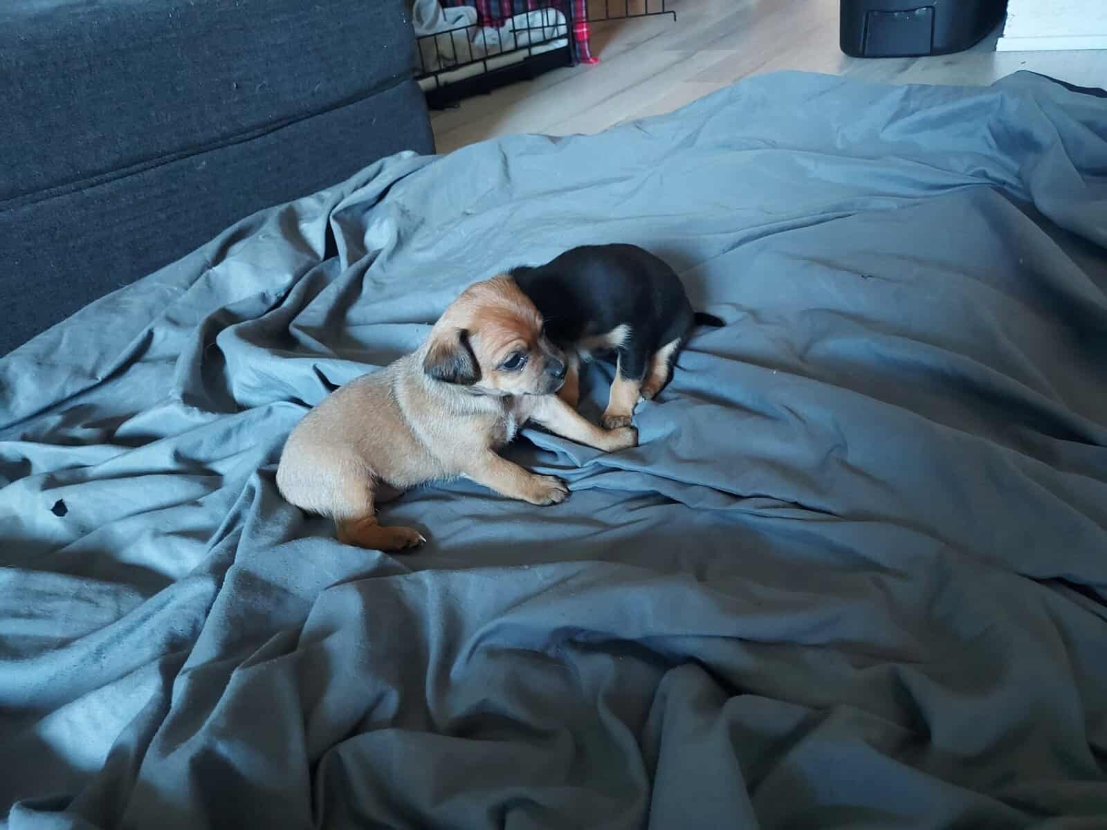 Very cute Jackchi puppies image 1