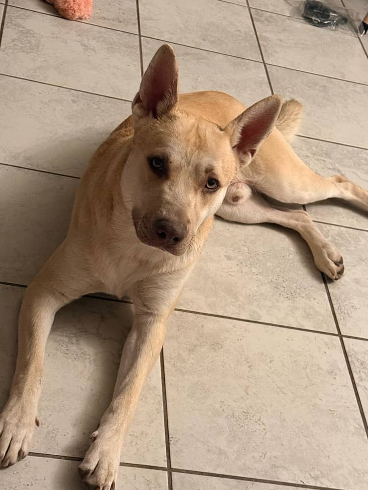 Husky mix - Looking for loving family image 1