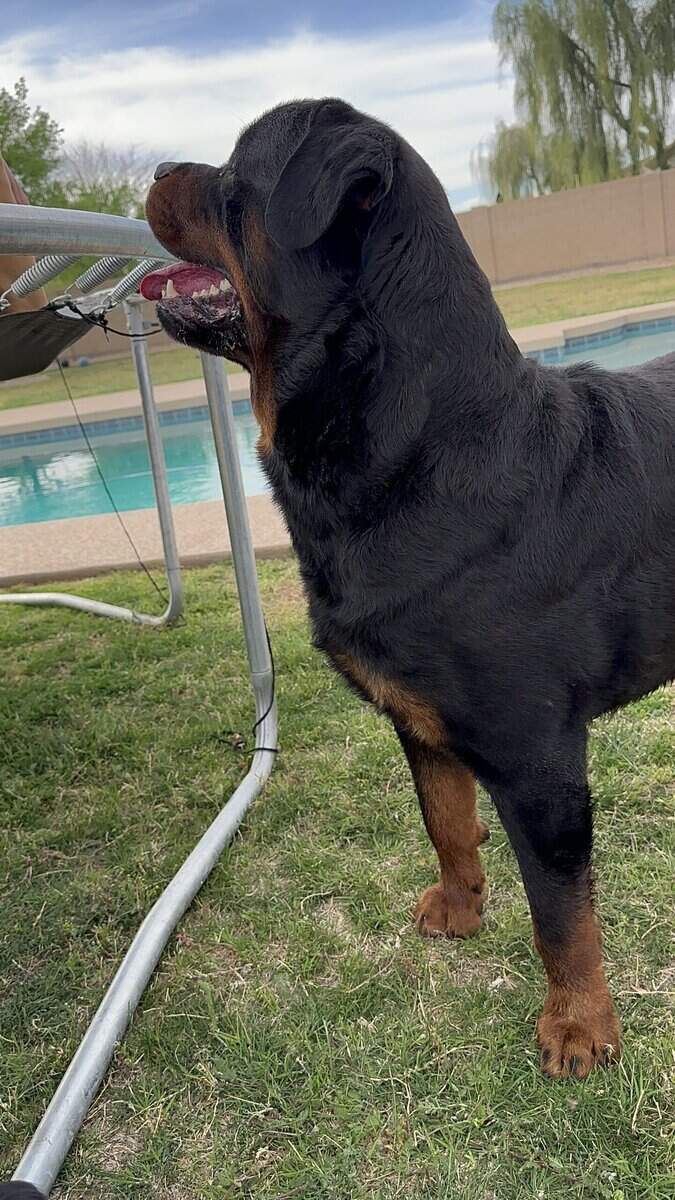Rottweiler Pups image 3