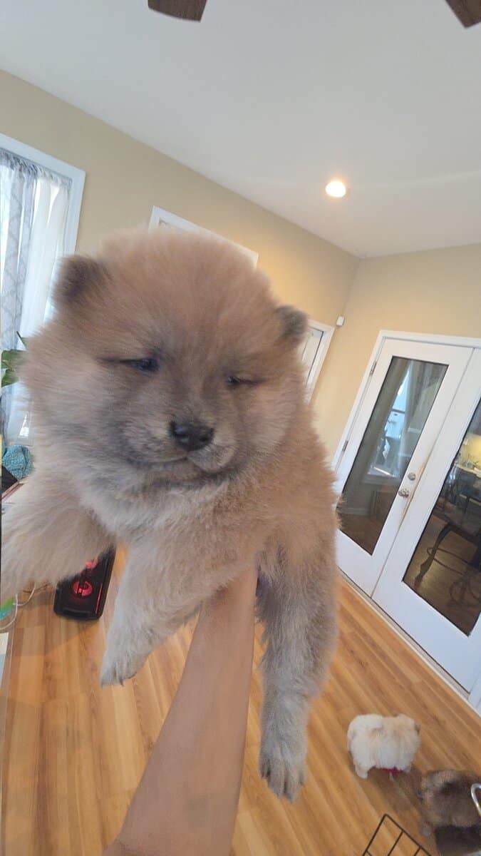 Chow Chow puppies for sale image 4