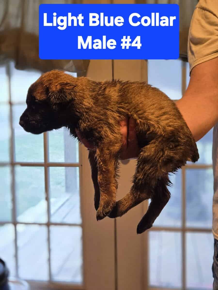 Belgian Malinois/Cane Corso Puppies image 9