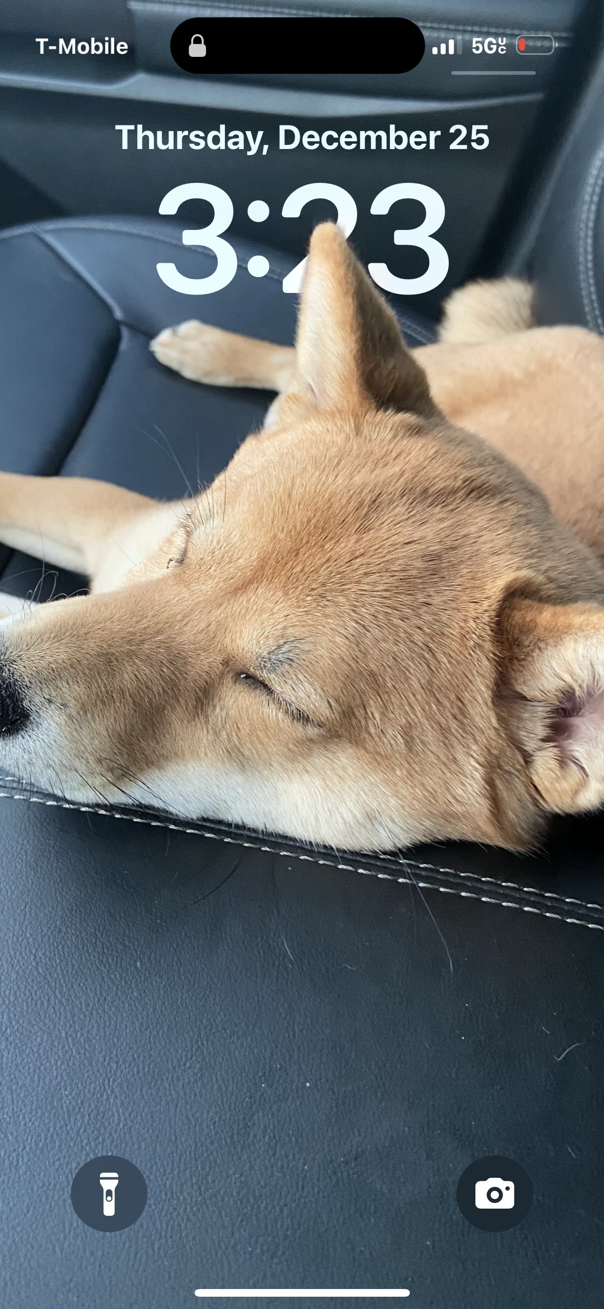 shiba Inu image 1
