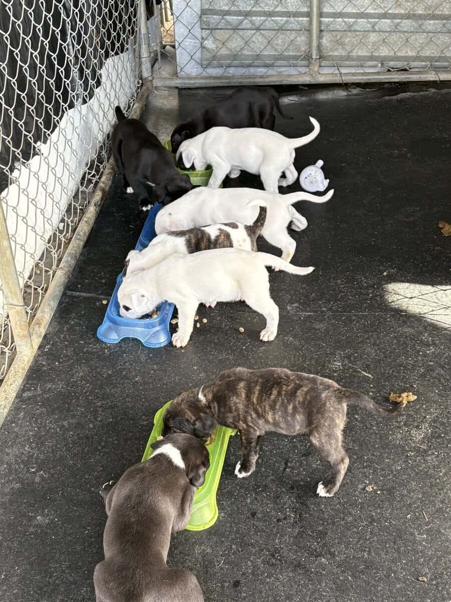 Old english puppies image 7