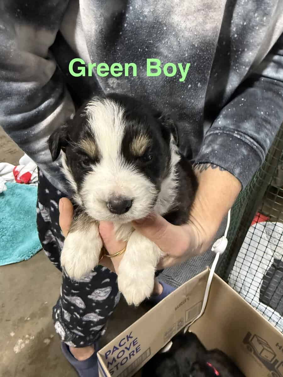 Aussie / Border Collie image 1