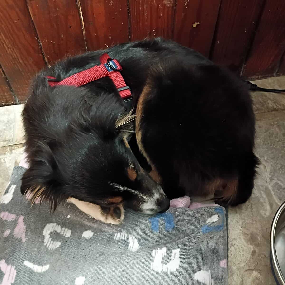 Australian Shepherd, Black Tri-color, Miniature image 2