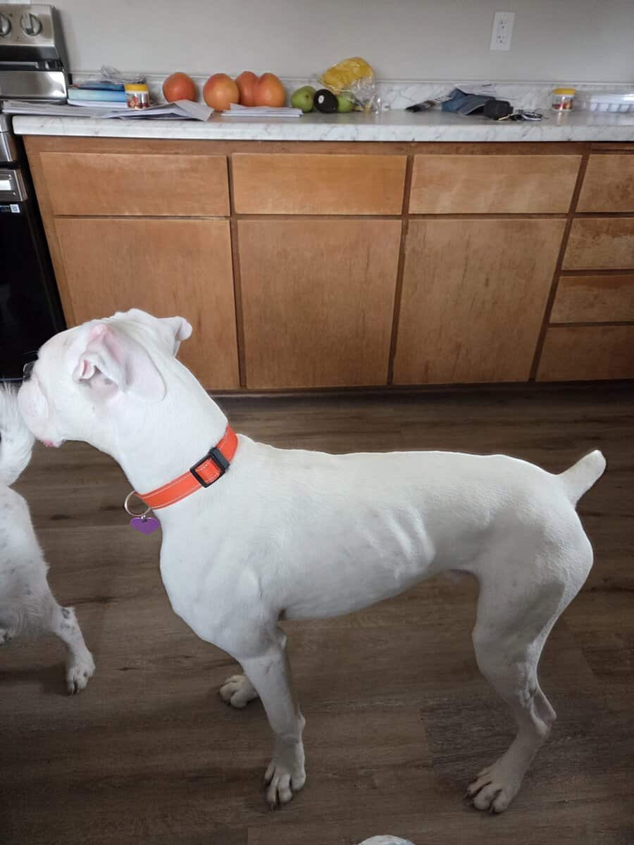 I have a 11month old boxer he's white lots of en image 2