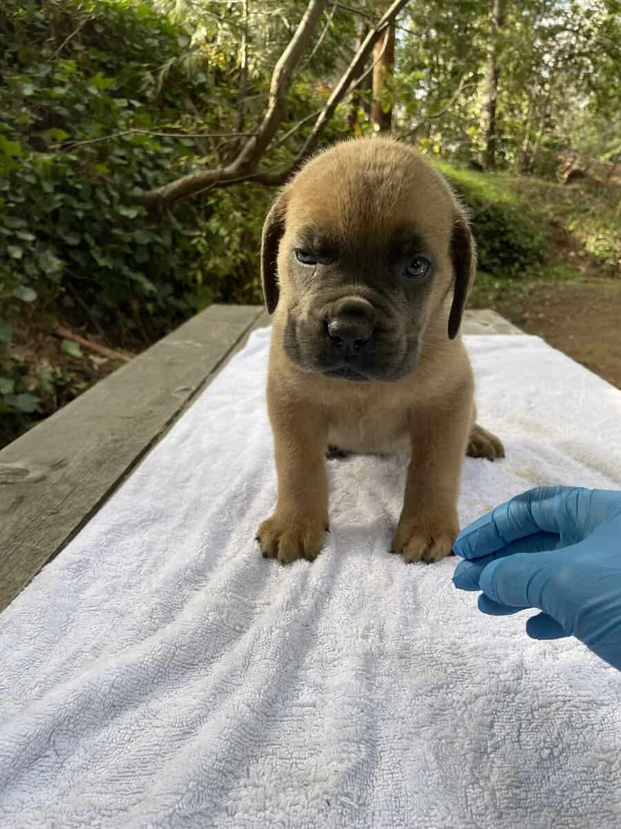 Cane Corso Litter for Sale image 7