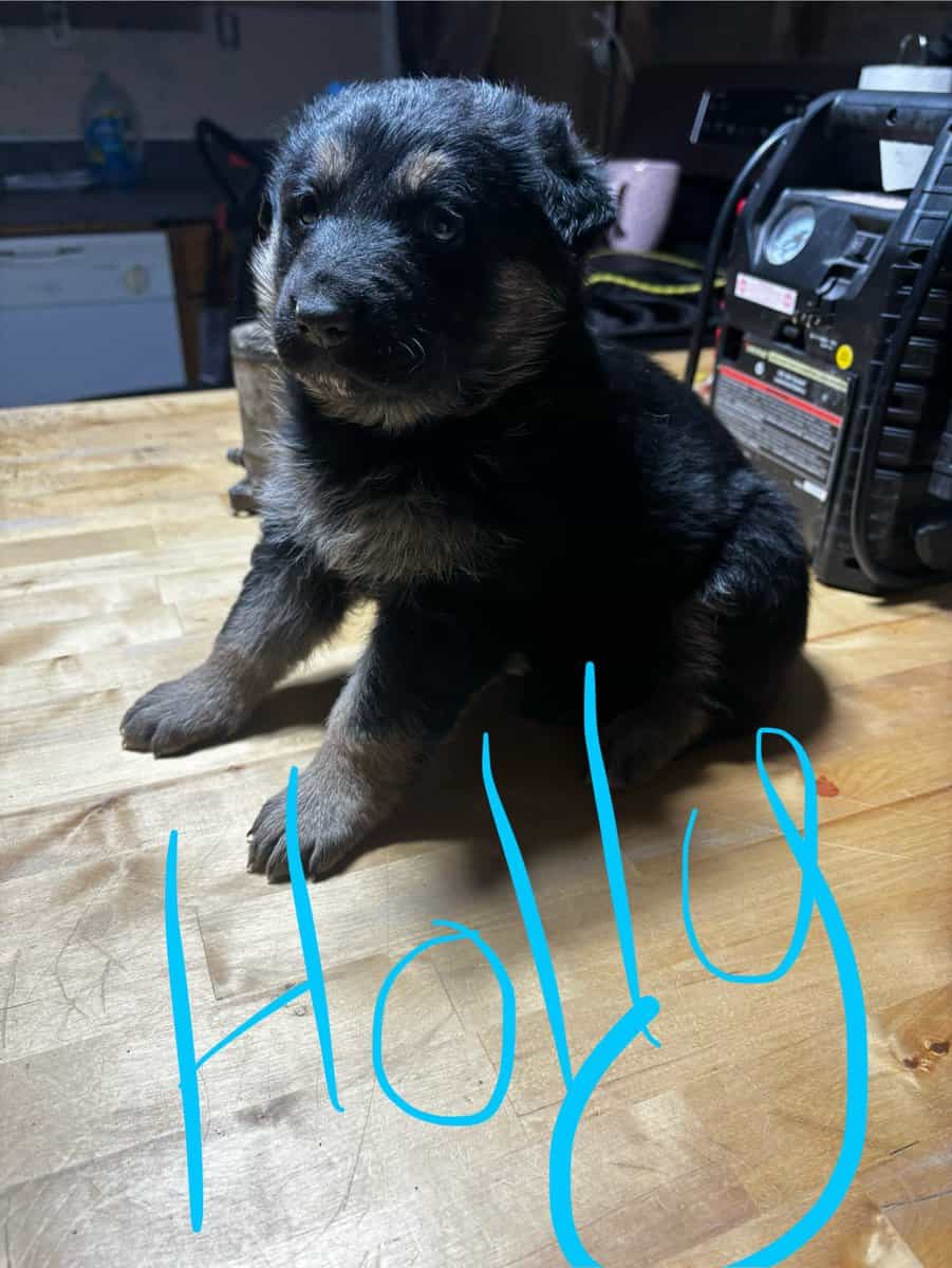 German Shepherd x Australian Puppies image 4