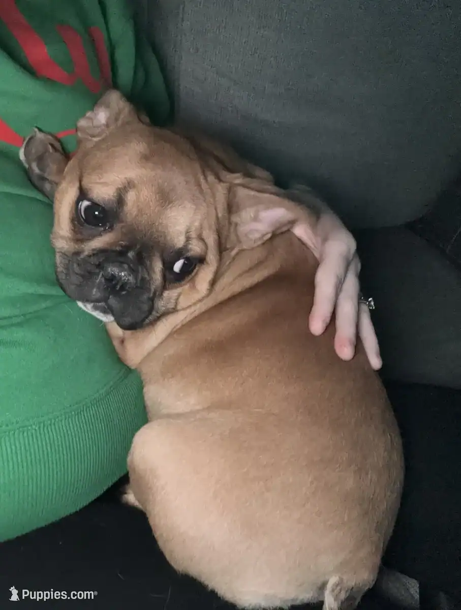 French Bulldog for sale image 1