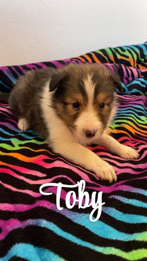 Tobyy image 1